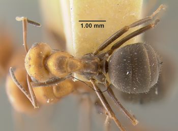Media type: image;   Entomology 19765 Aspect: habitus dorsal